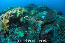 Hawksbill Turtle at Peter's Patch by Dorian Borcherds 